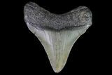 Juvenile Megalodon Tooth - South Carolina #74266-1